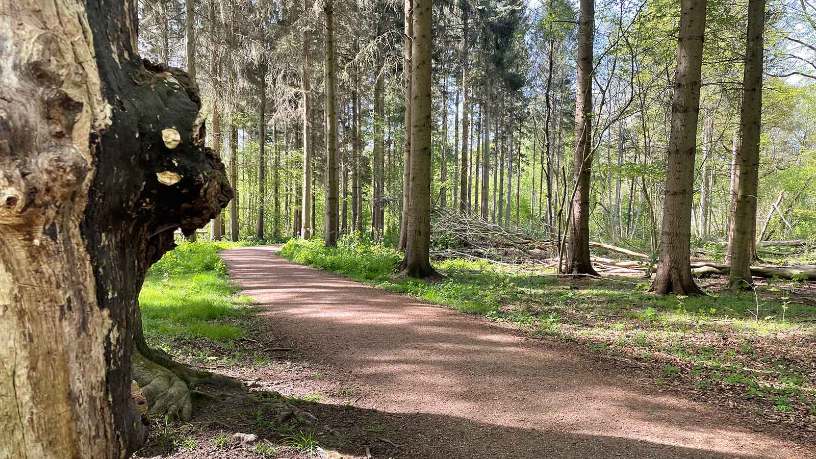 Walking the dog in Kohaveskoven