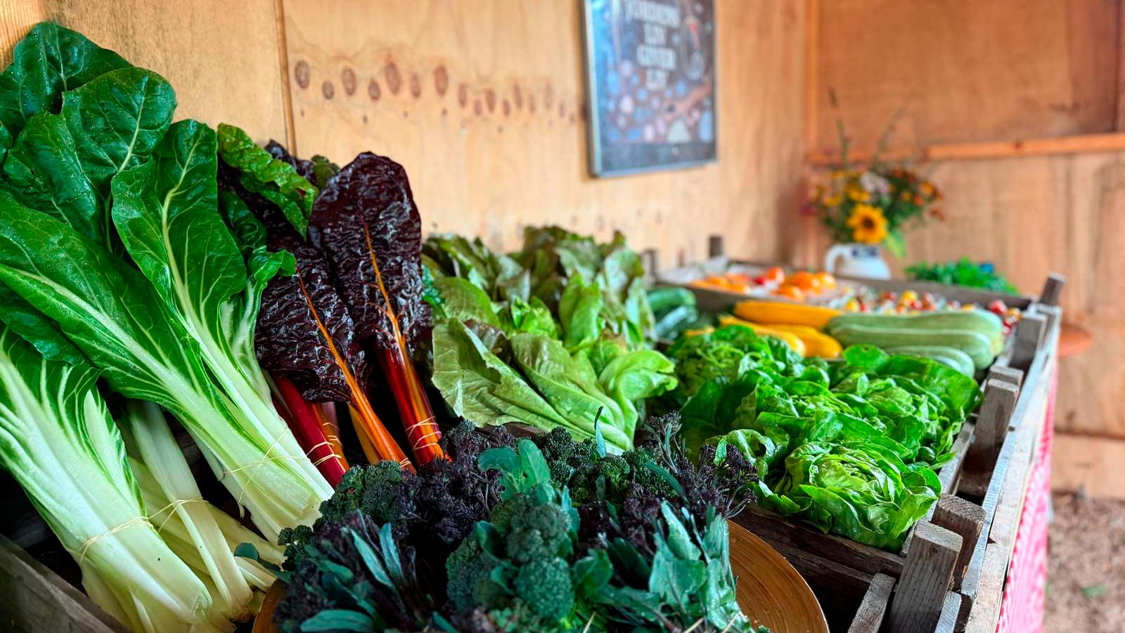 CSA mini farm