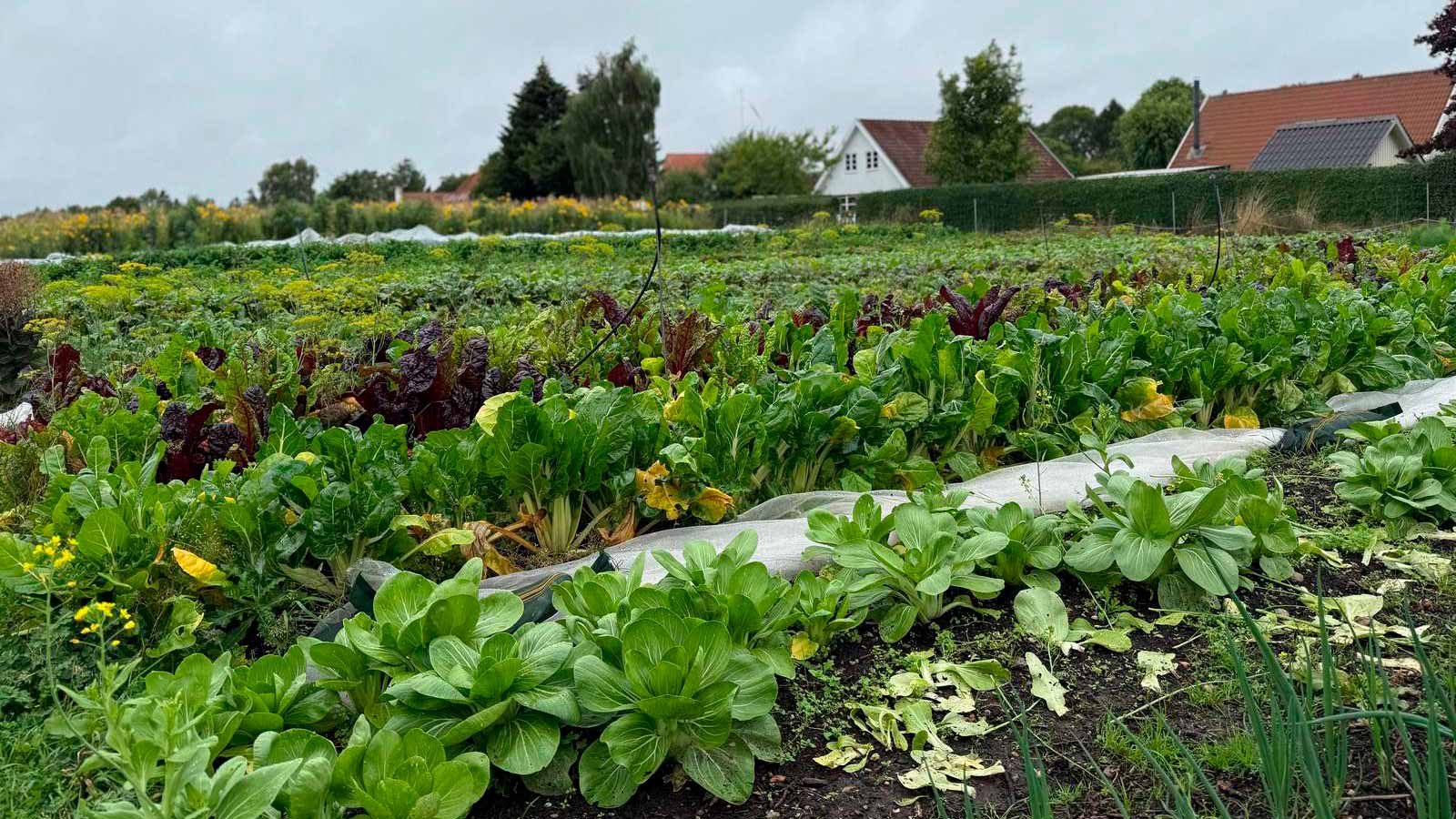 CSA mini farm