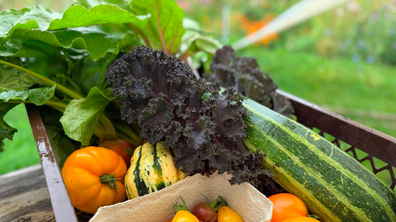 CSA mini farm