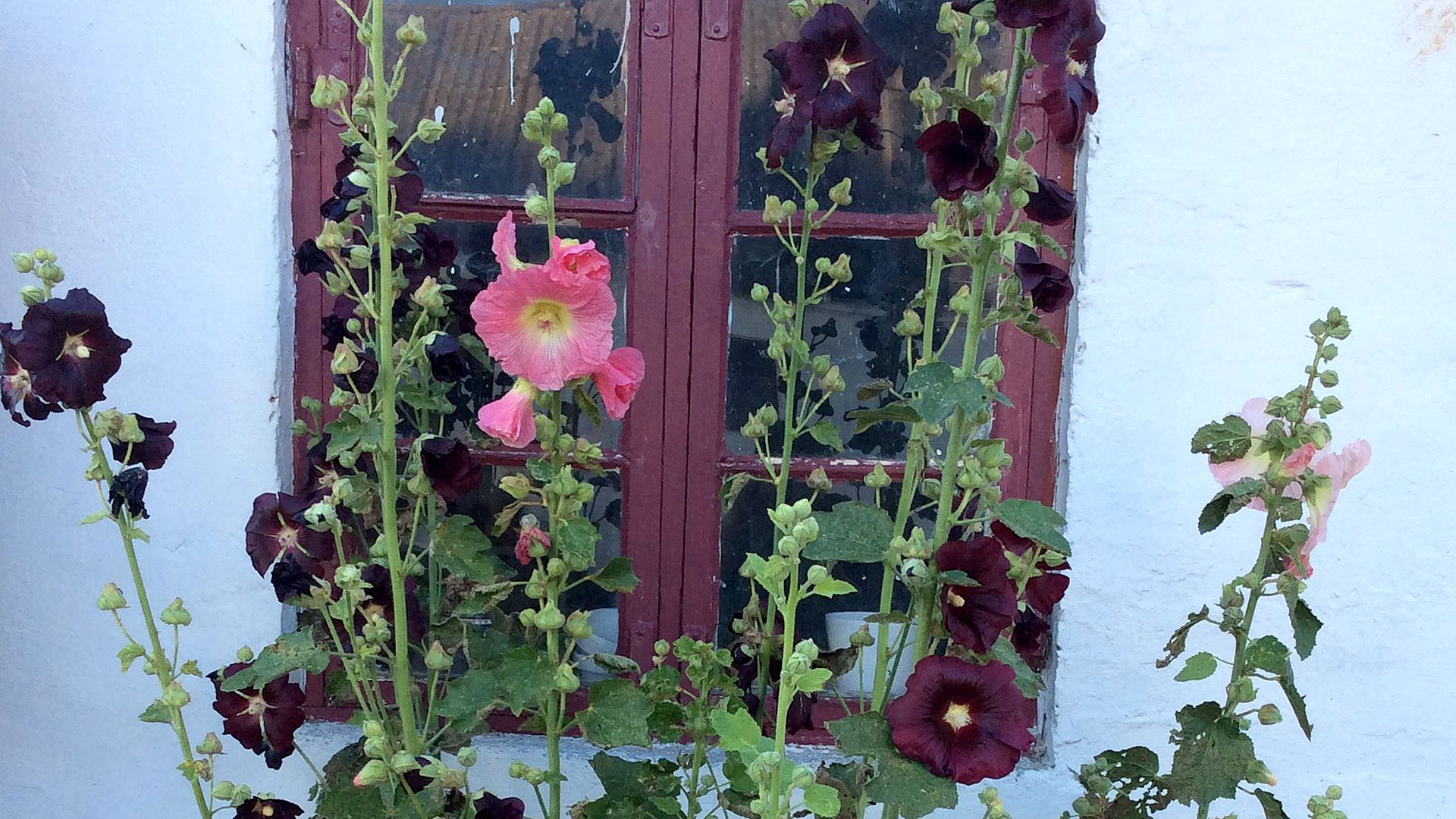 Bed & Kitchen Fri-land