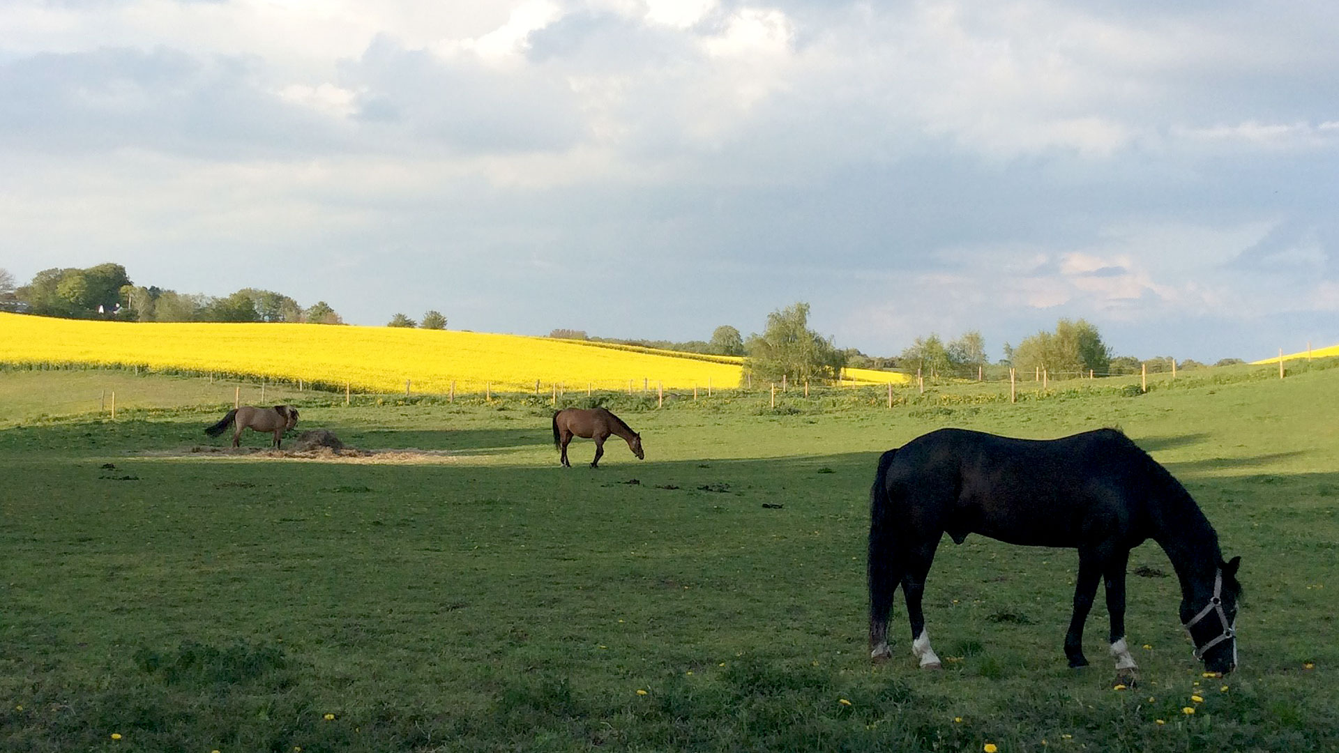 Bed & Kitchen Fri-land