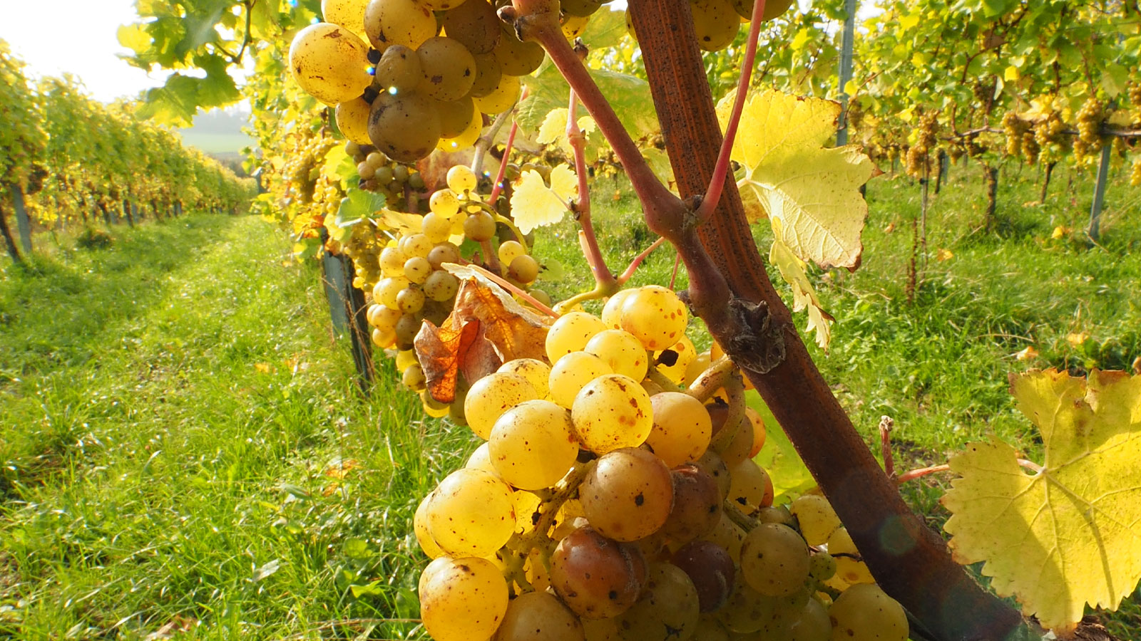 Ørnberg Vineyard