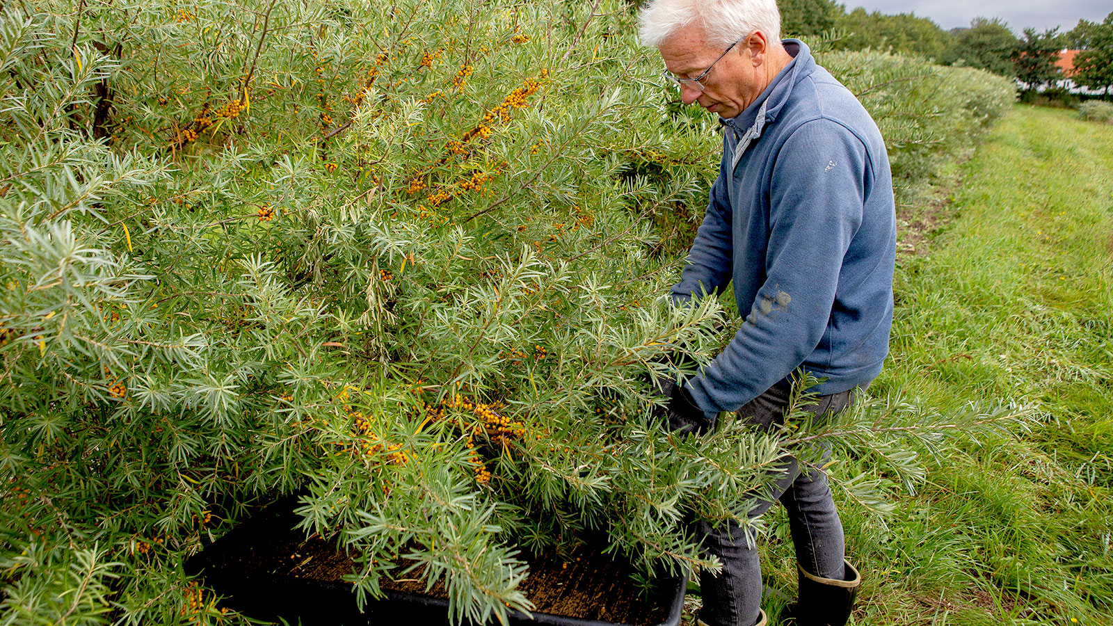 Danish Buckthorn - Organic from Oversøgård