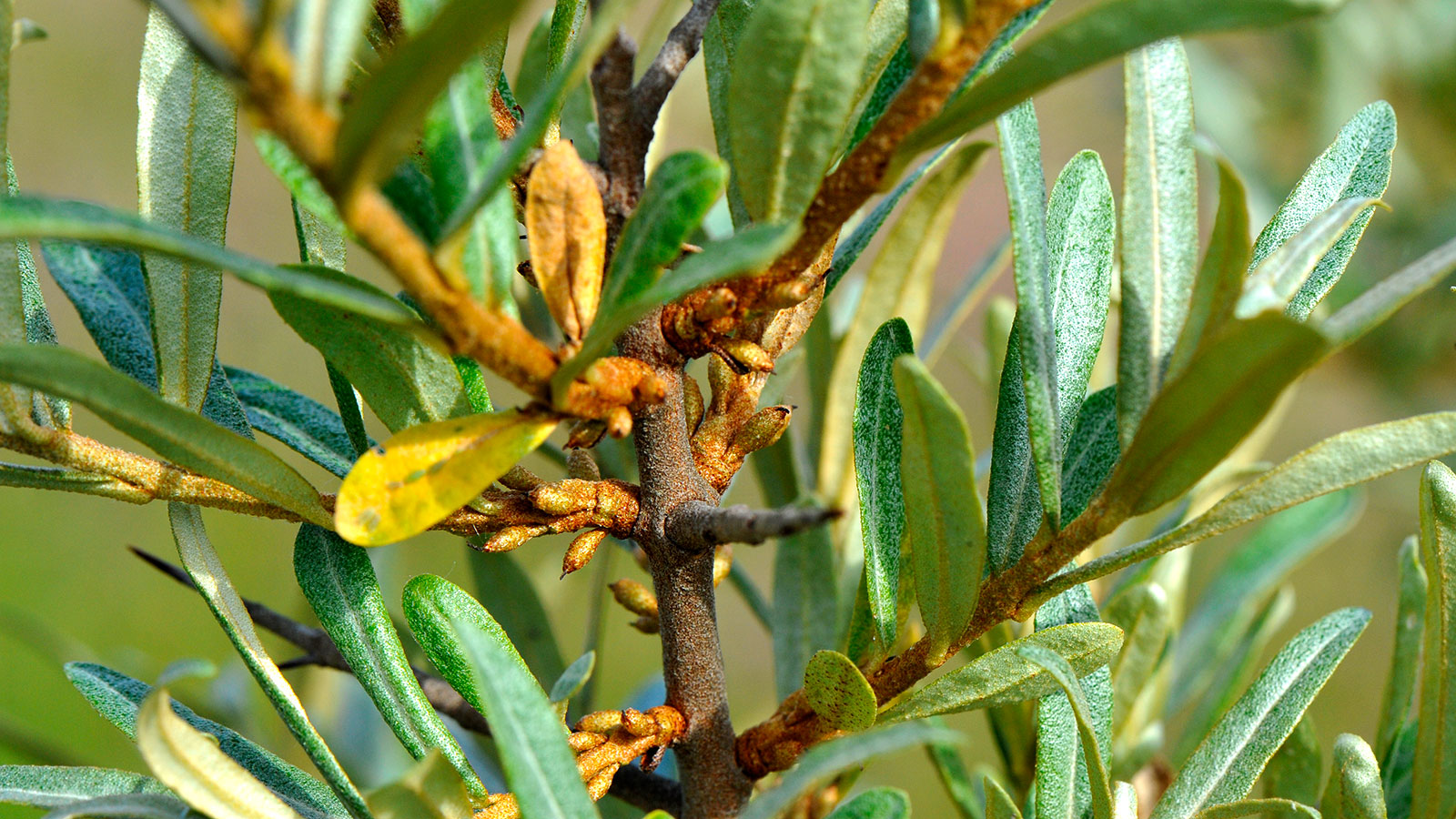 Danish Buckthorn - Organic from Oversøgård