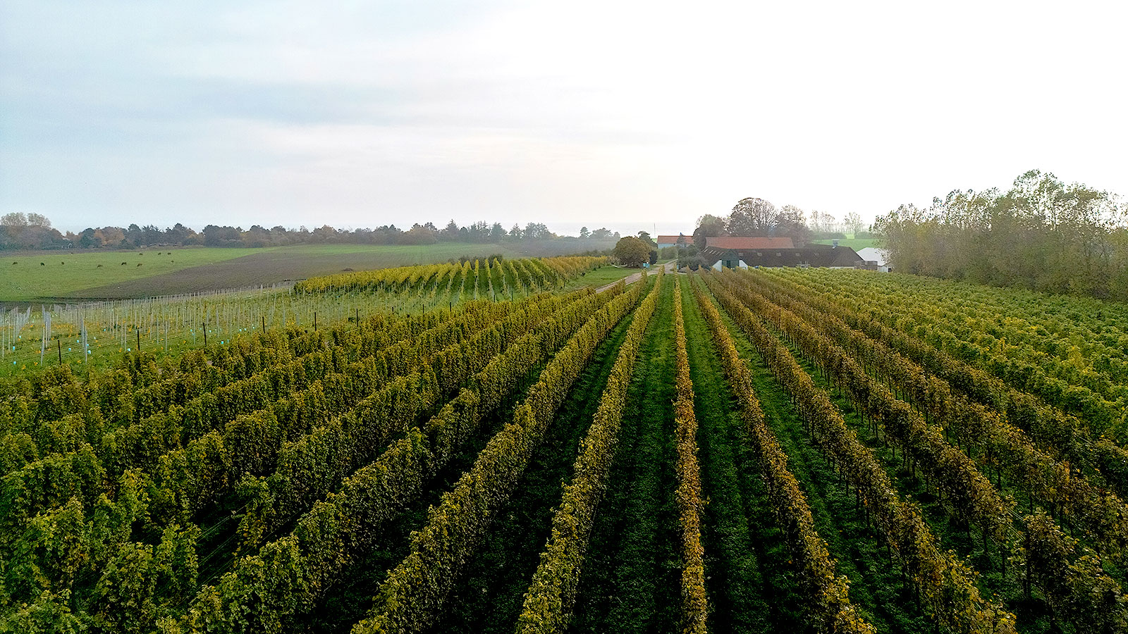 Ørnberg Vineyard