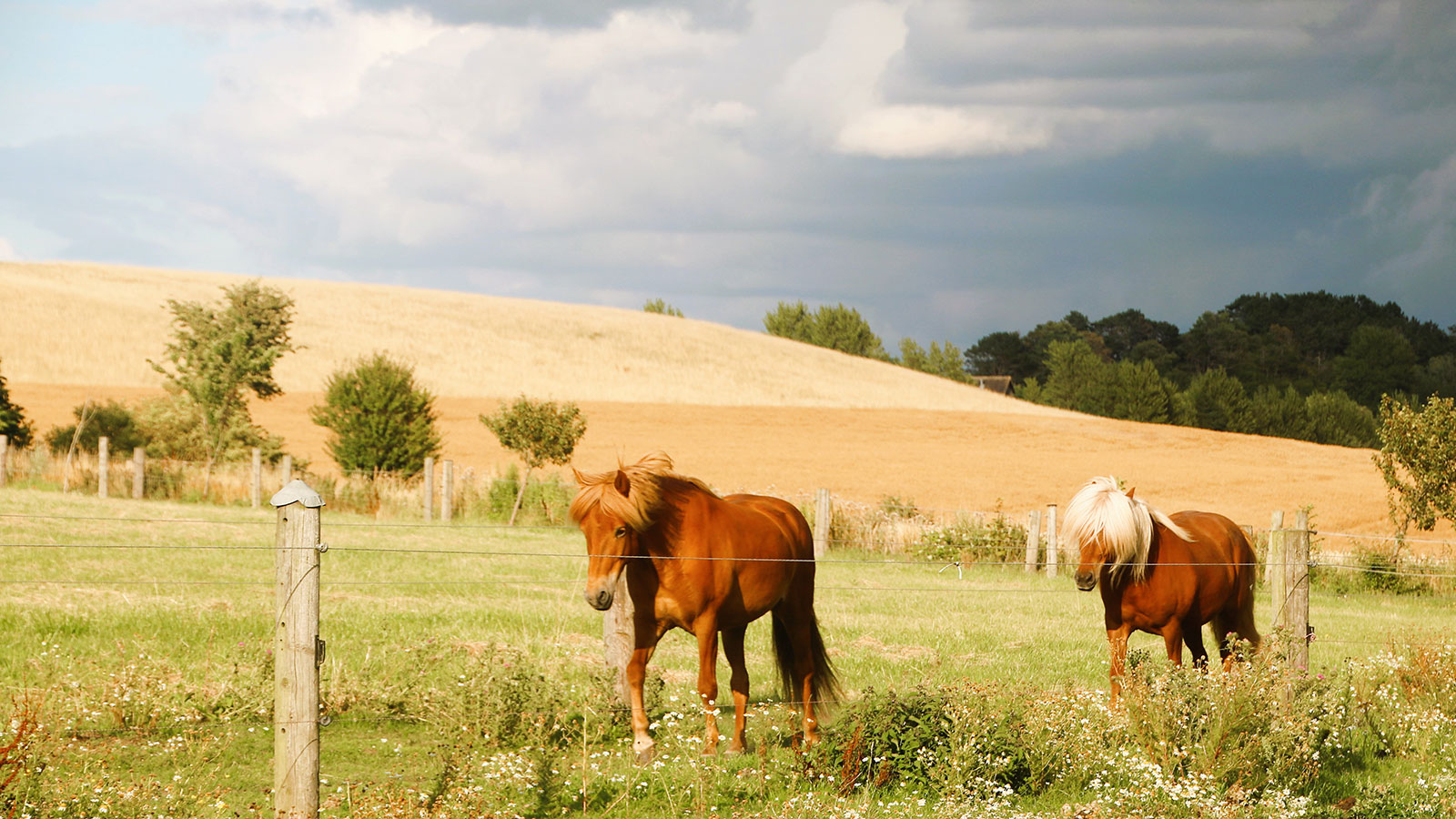 Rismosegård Bed & Breakfast