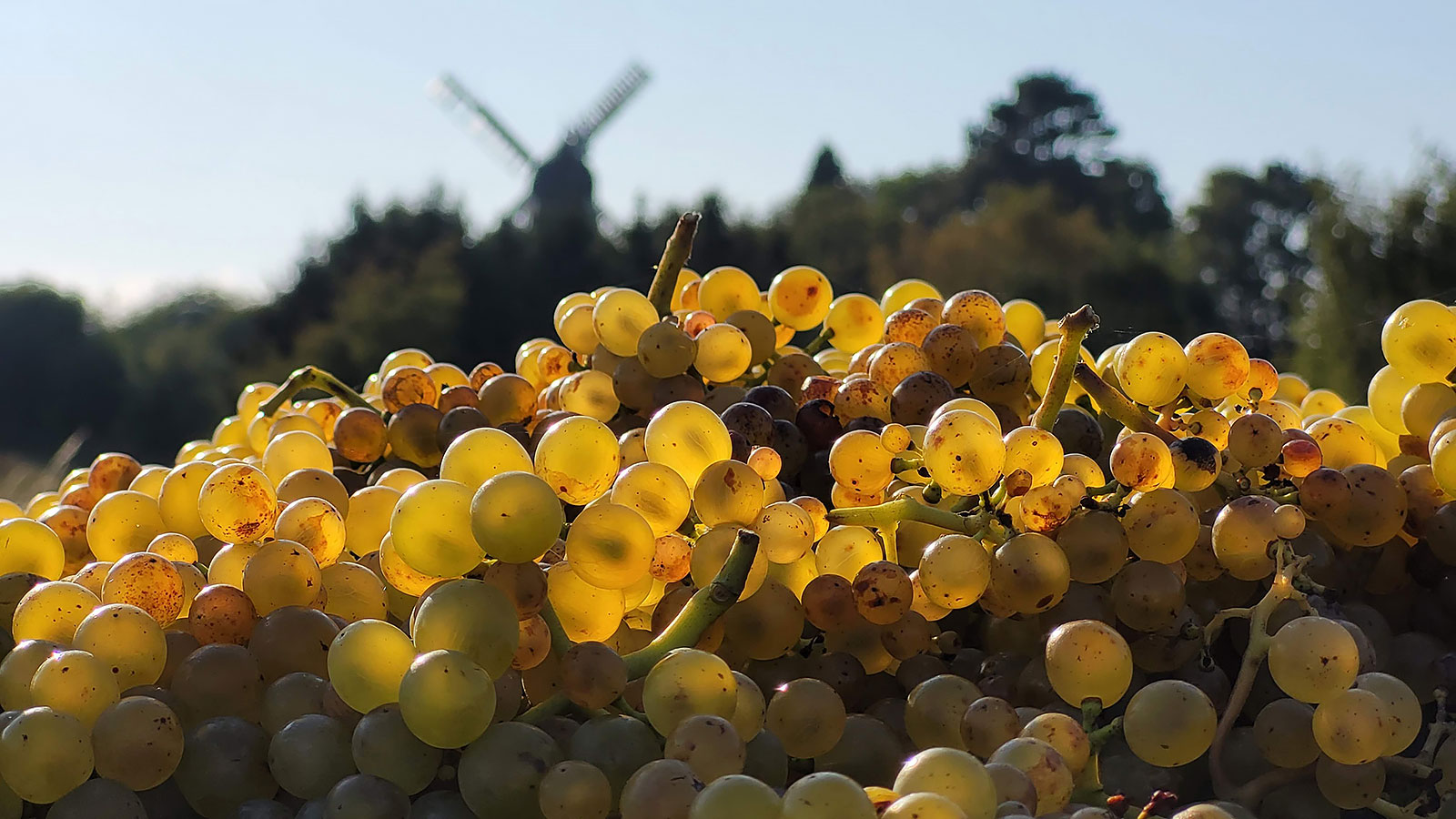 Gyldengaard Vin