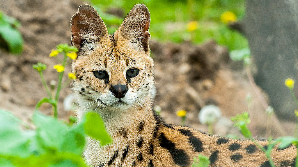 Odsherred Zoo Rescue