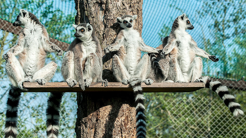 Odsherred Zoo Rescue