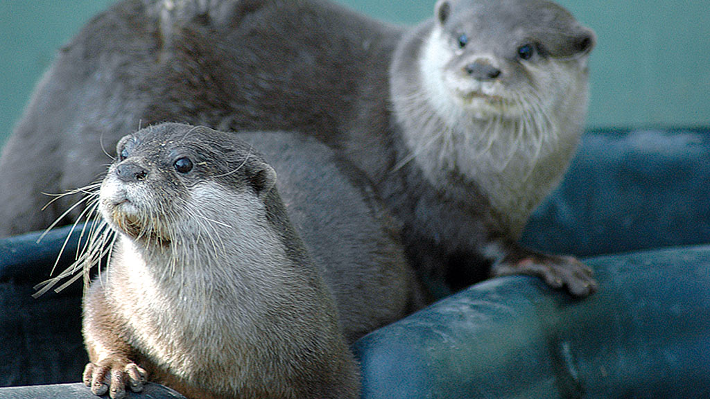 Odsherred Zoo Rescue