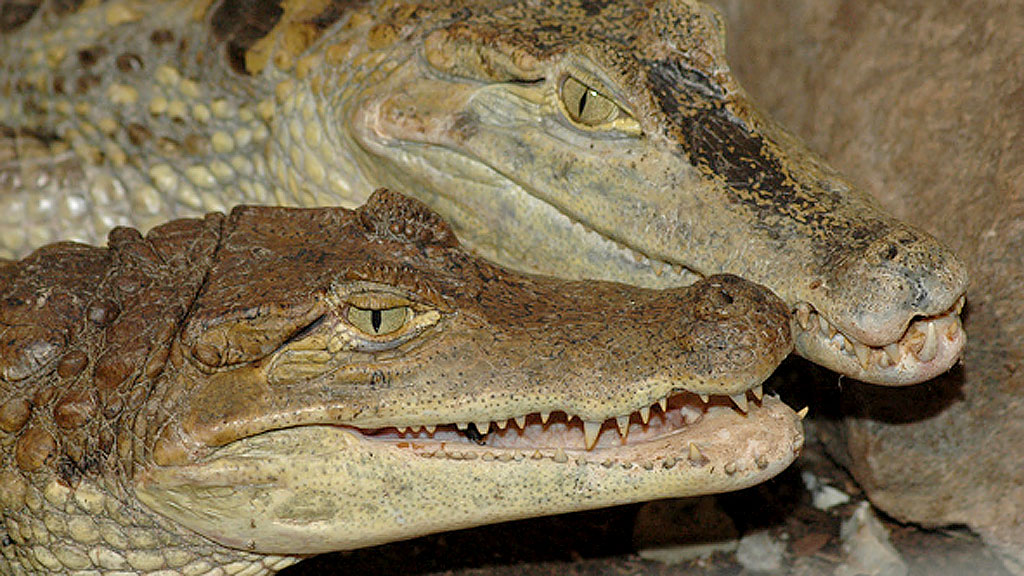 Odsherred Zoo Rescue