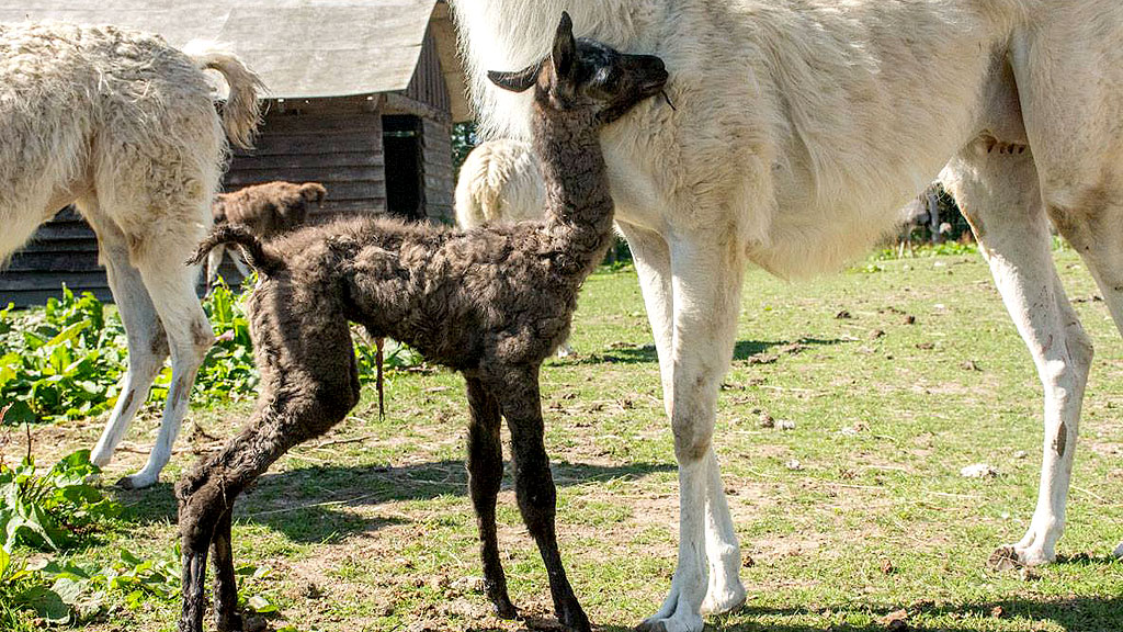 Odsherred Zoo Rescue