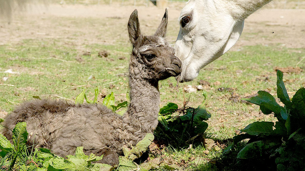 Odsherred Zoo Rescue