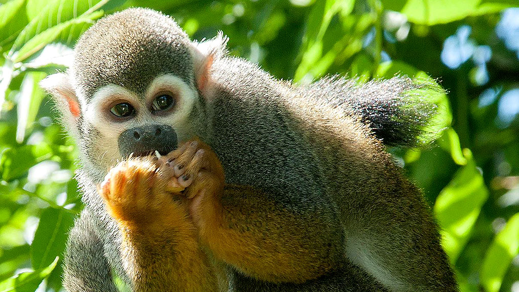 Odsherred Zoo Rescue