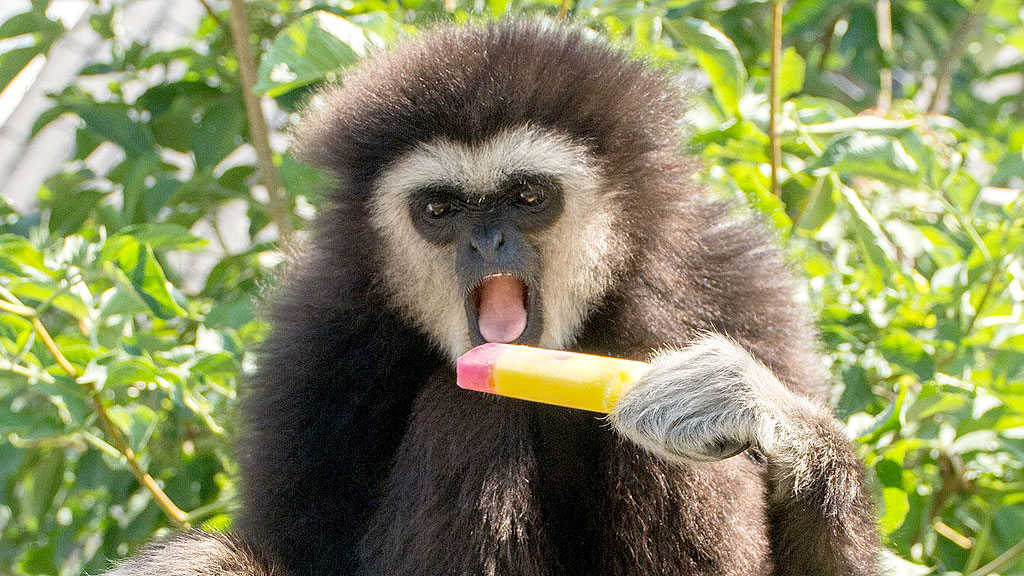 Odsherred Zoo Rescue