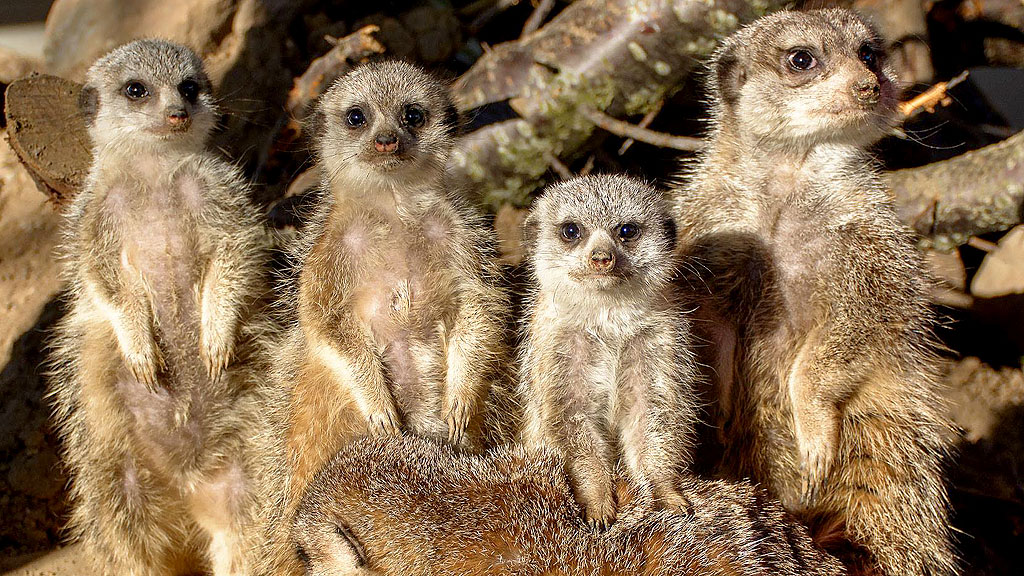 Odsherred Zoo Rescue