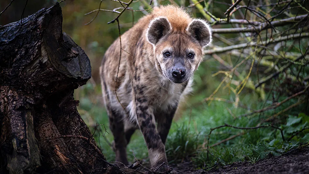 Randers Tropical Zoo Hyena