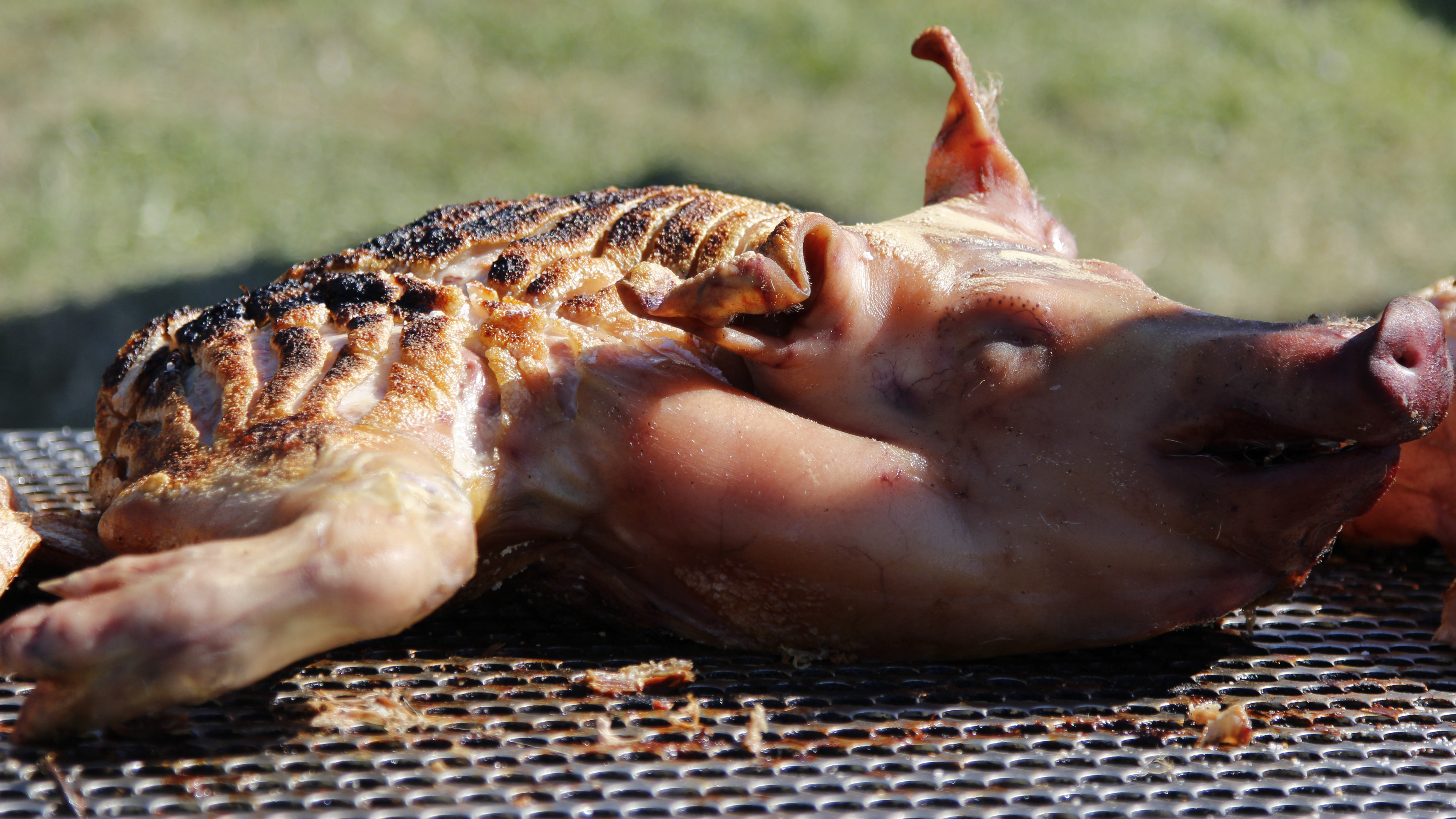 A whole pig roasting over the grill at Café Knarr