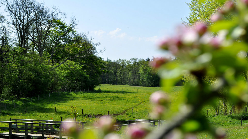 Grüne Wiese bei Tadre Mølle mit Blumen im Vordergrund.