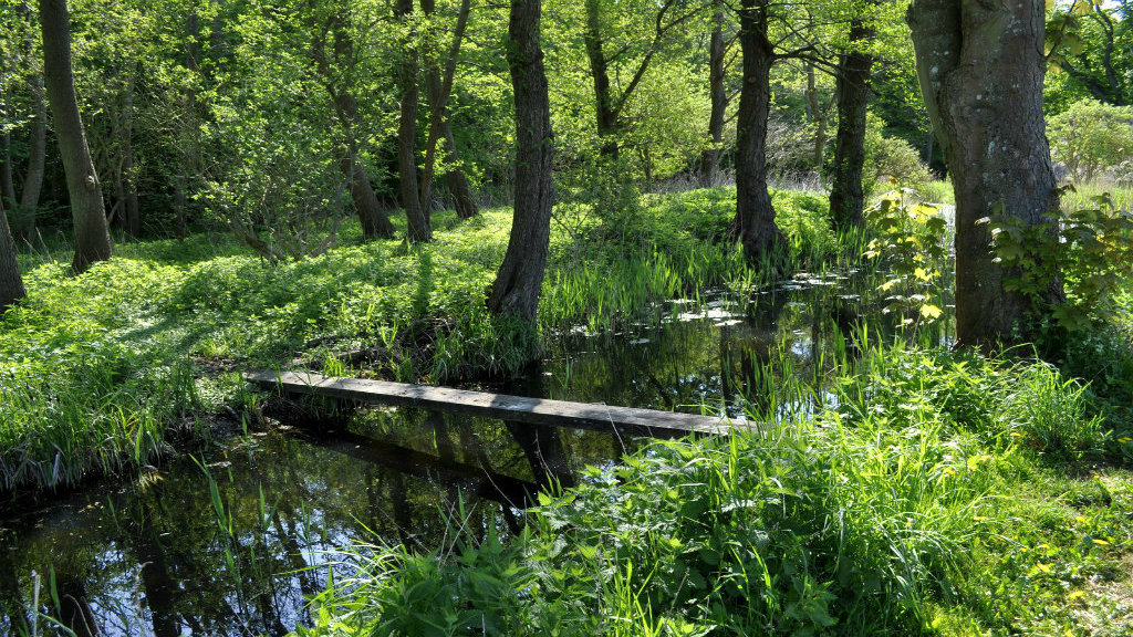 Holzbrücke über einen Bach im Wald bei Tadre Mølle.