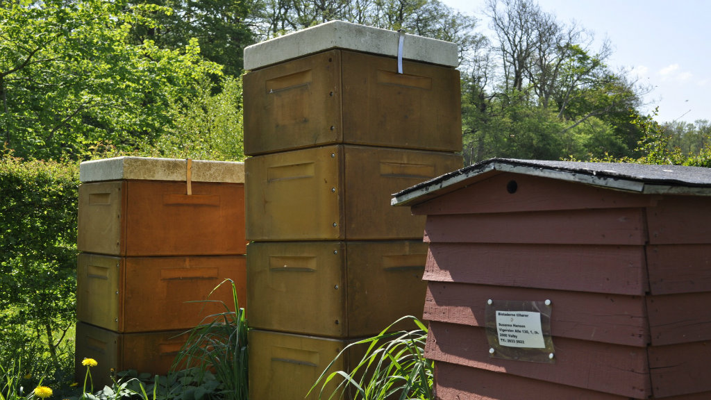 Bienenstöcke aus Holz bei Tadre Mølle.