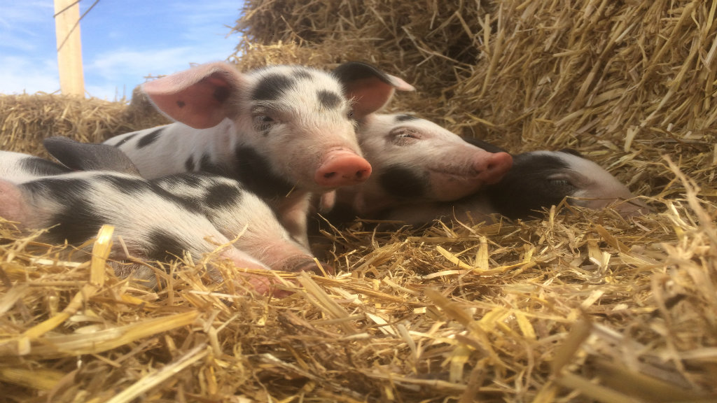 Pigs in straw at Hegnsholt
