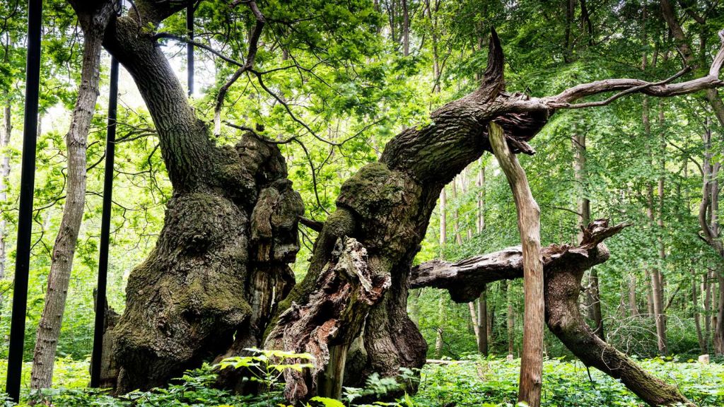 Hohler Stamm der Königseiche mit Stützen im Jægerspris Nordskov