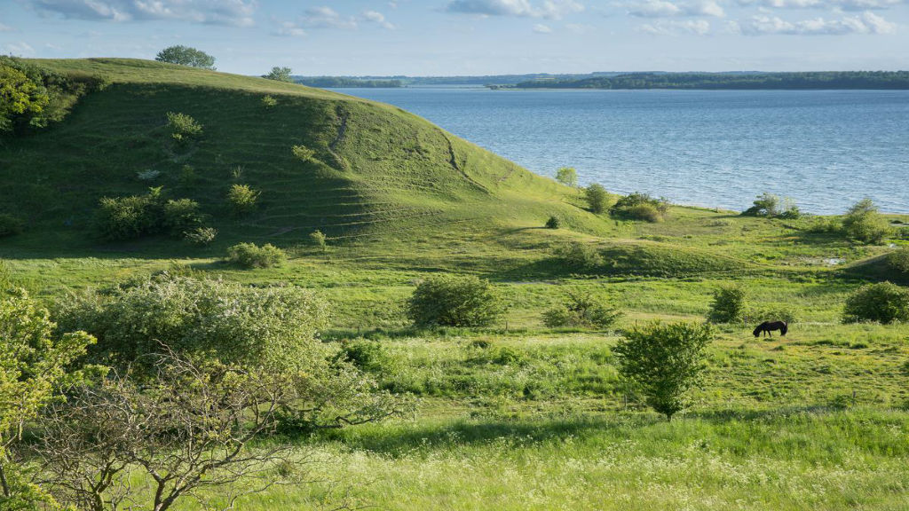 Green slopes with grazing cattle and views of Isefjord at Ejby Ådal.