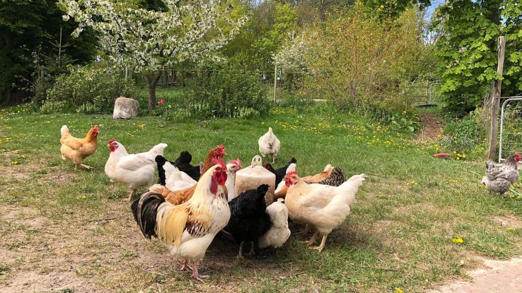 Nordgården - Holiday apartments