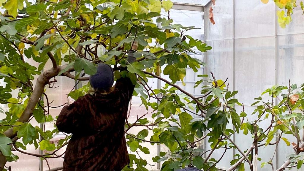A person reaching among the branches of a fig tree in a greenhouse at Sct. Hans Have.