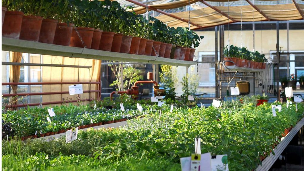 Rows of green potted plants in the nursery at Sct. Hans Have.