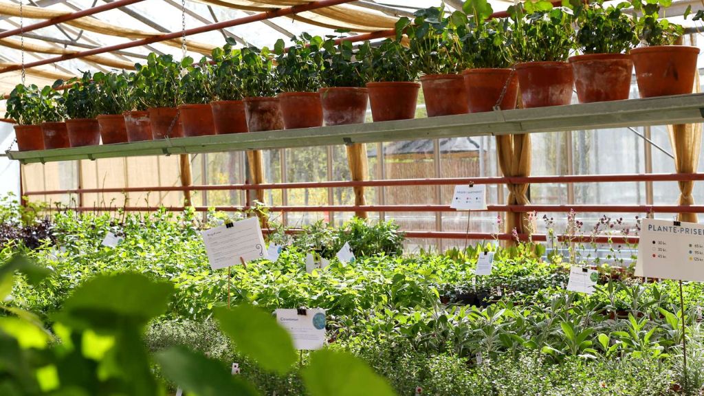 Plants and terracotta pots on shelves in the nursery at Sct. Hans Have.