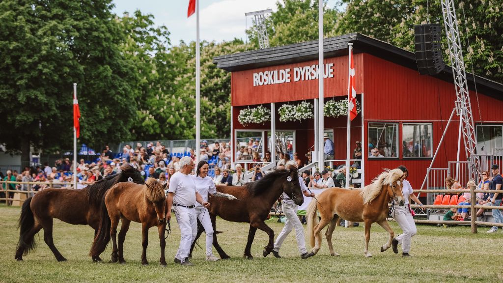 Heste fremvises i ringen foran publikum ved Roskilde Dyrskue
