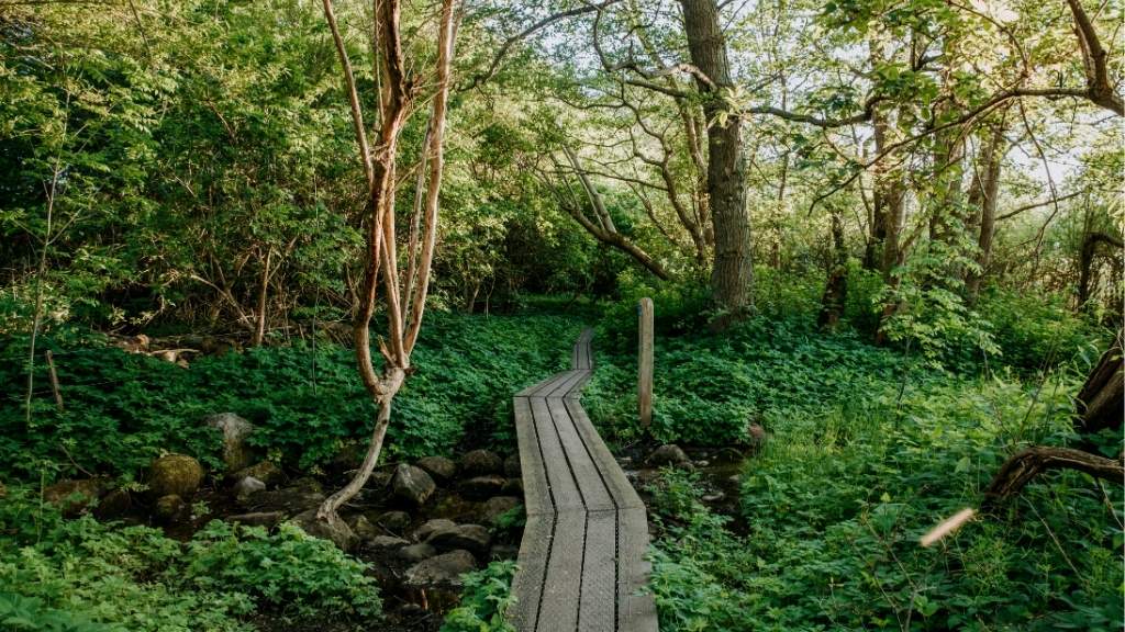 Wooden path through lush green forest at Gundsømagle Lake.