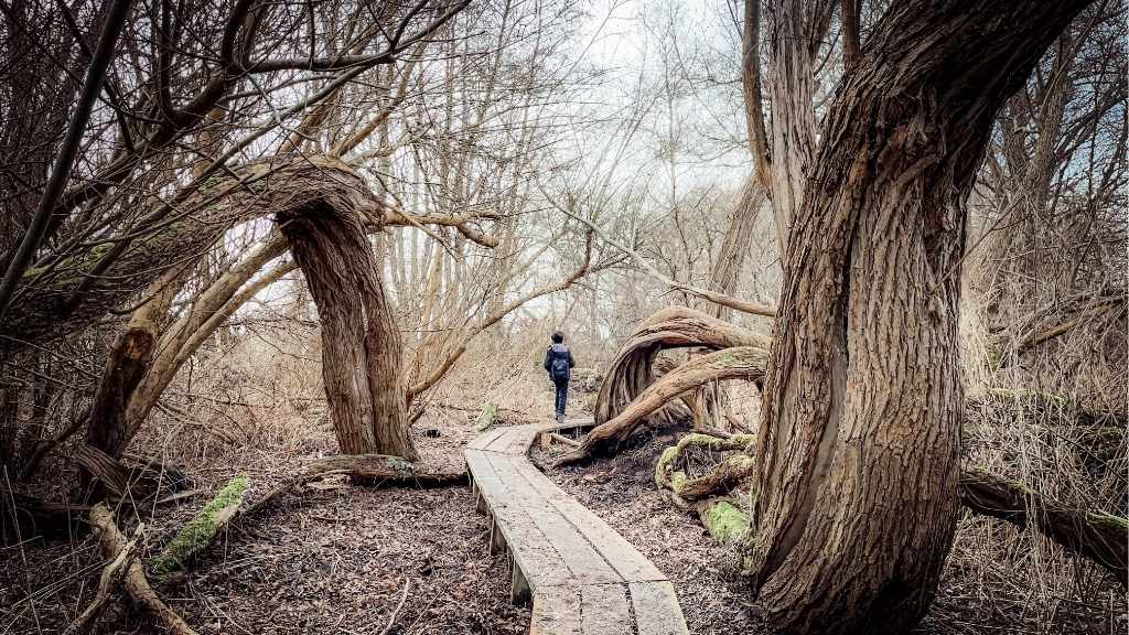Wooden path in Gundsømagle through forest with twisted trees and hiker.