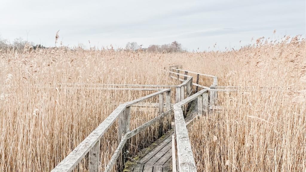 Wooden boardwalk through reed forest in Gundsømagle.