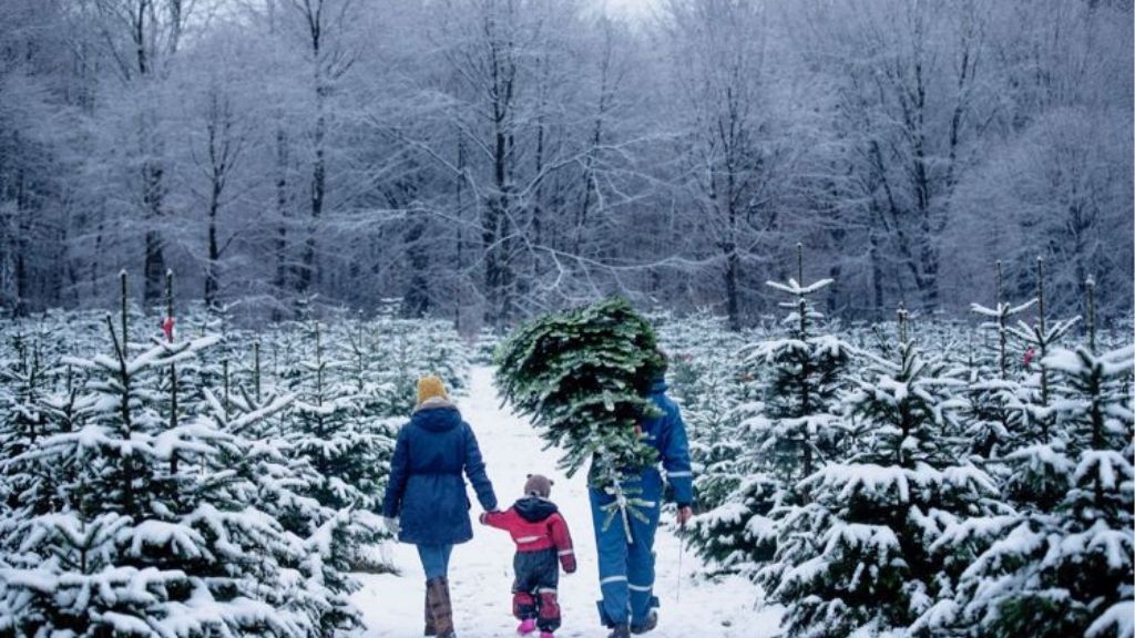 Fæld selv juletræer på Ryegaard Gods
