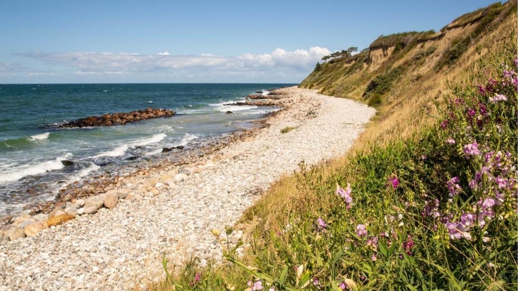 Beach near Kulhuse Camping with cliffs, flowers and coastal nature.
