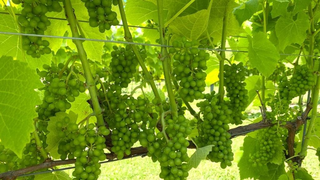 LangeLinie Wein, Weinberge