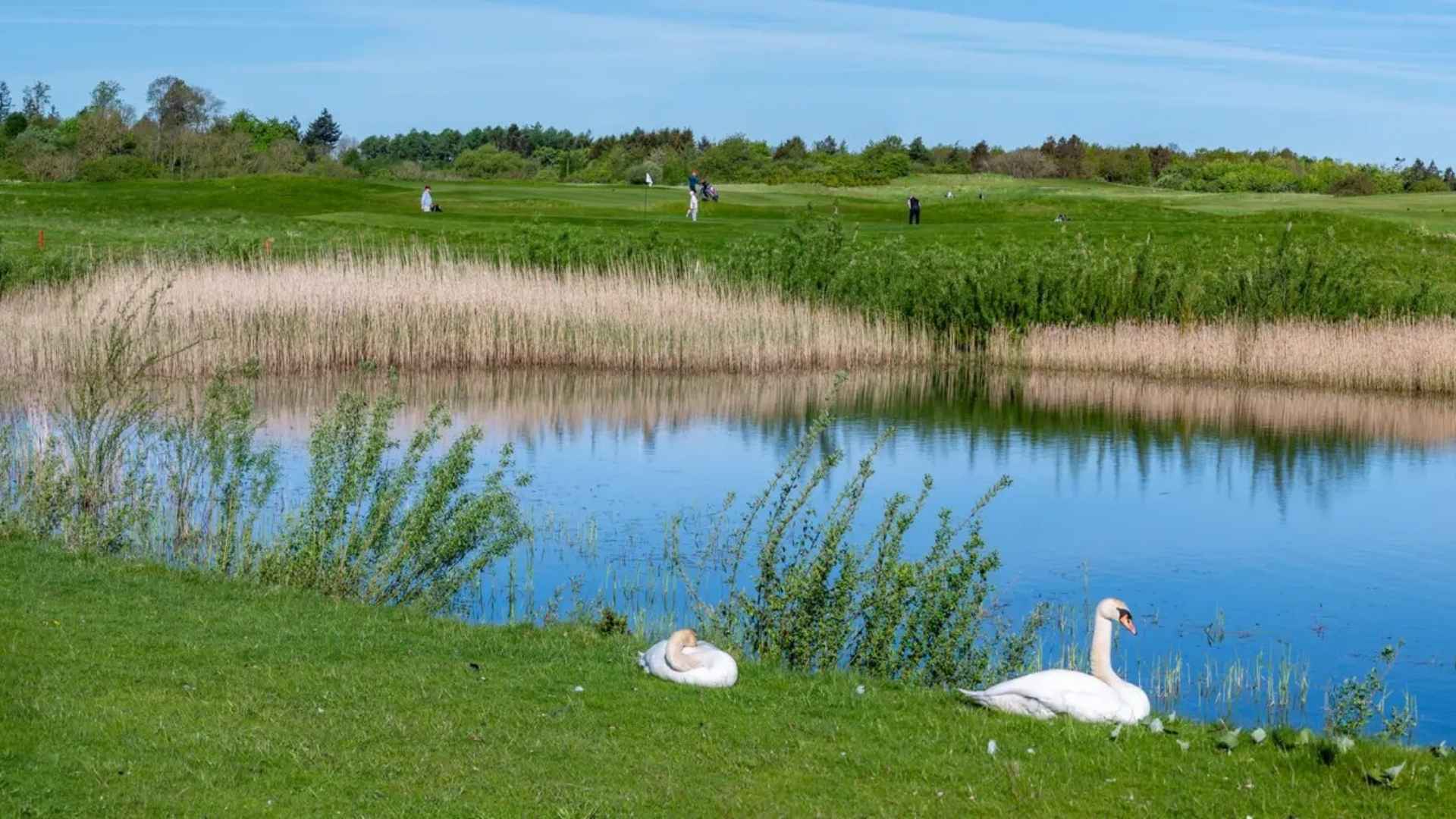 Lake with swans and golf course in the background at Ledreborg Palace Golf Club.