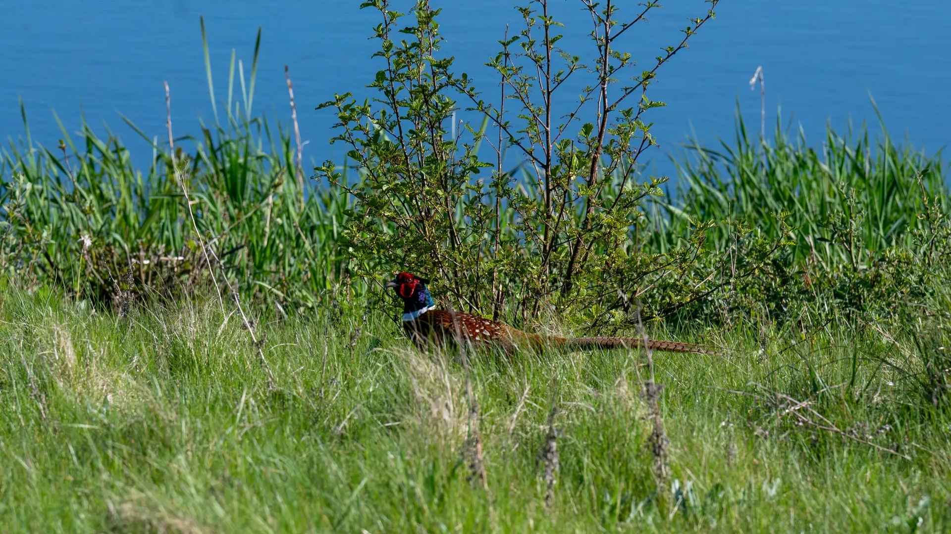 Pheasant in the grass by the lake at Ledreborg Palace Golf Club.