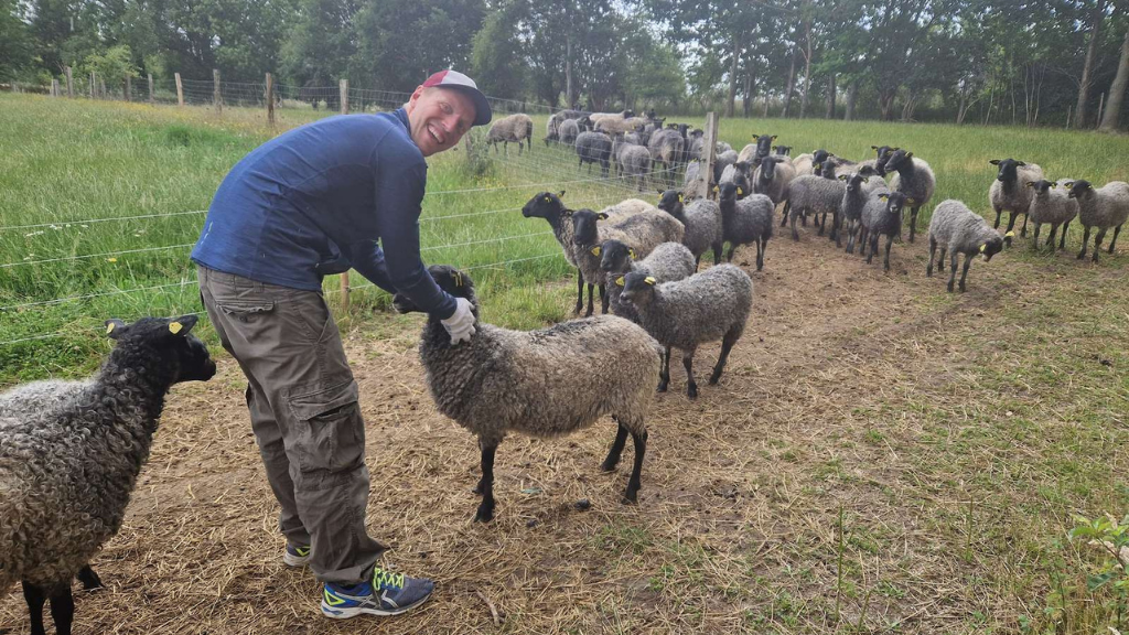 Sheep farming at Valnøddegården with a farmer and grazing sheep on a green field.