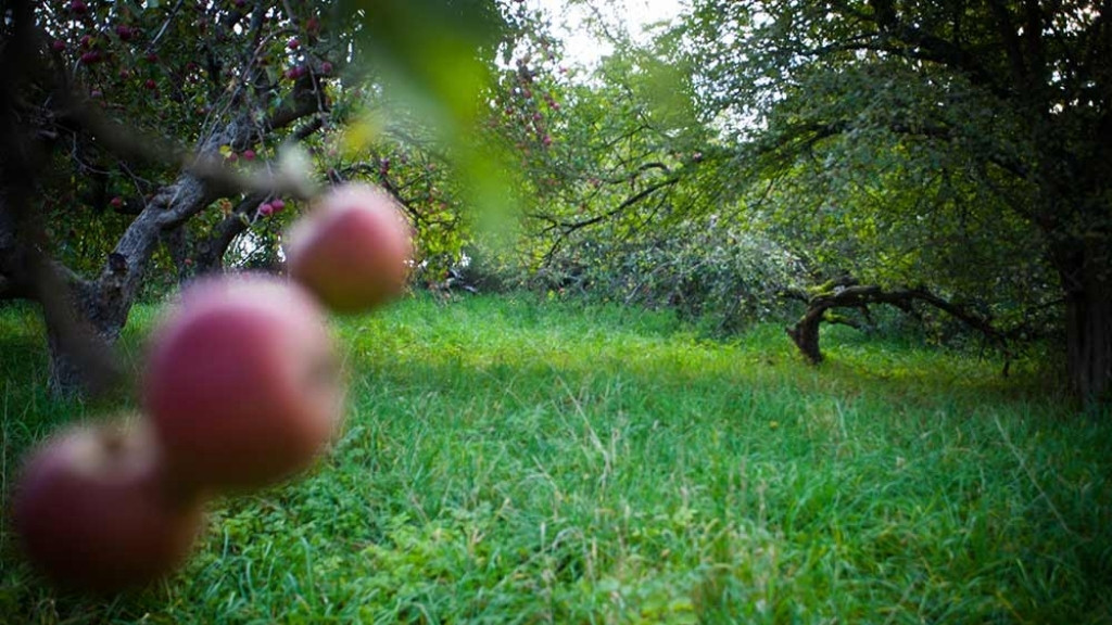 Æbletræer og grønt græs i Dumpedalens Æbleplantage.
