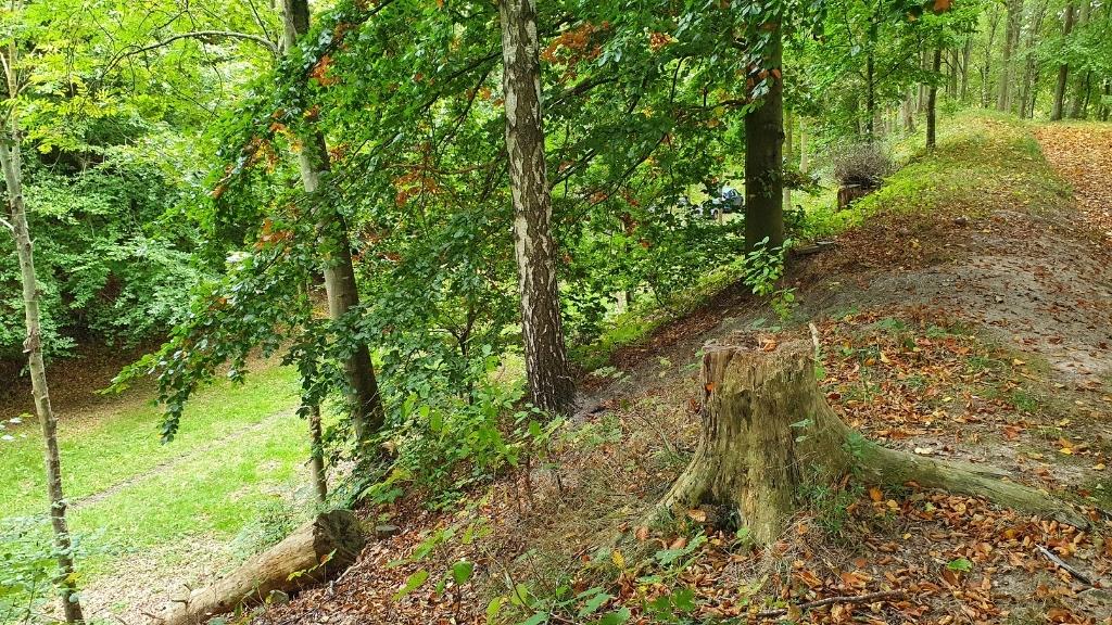 Kuperet skovområde ved Lejrgrunden Godset i Hvalsø.