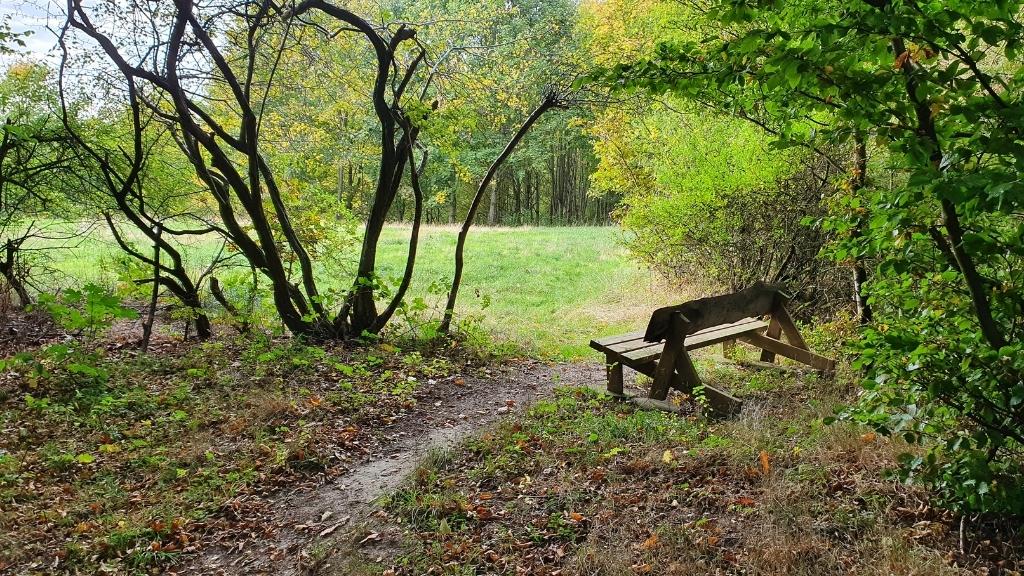 Skovsti med bænk ved Lejrgrunden Godset i Hvalsø.