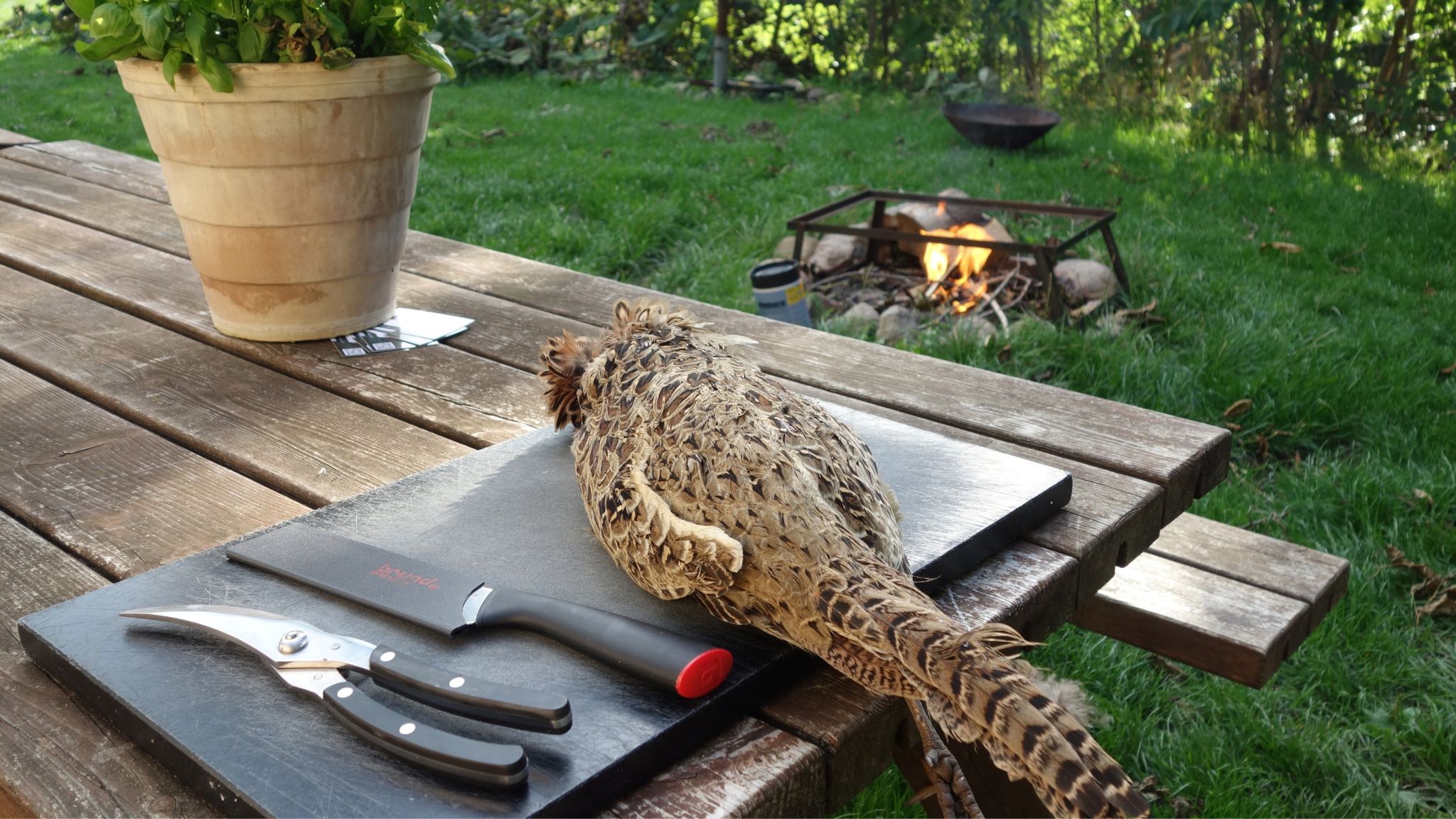 Fasan på skærebræt ved udendørs bord med bål i baggrunden under naturaktivitet.