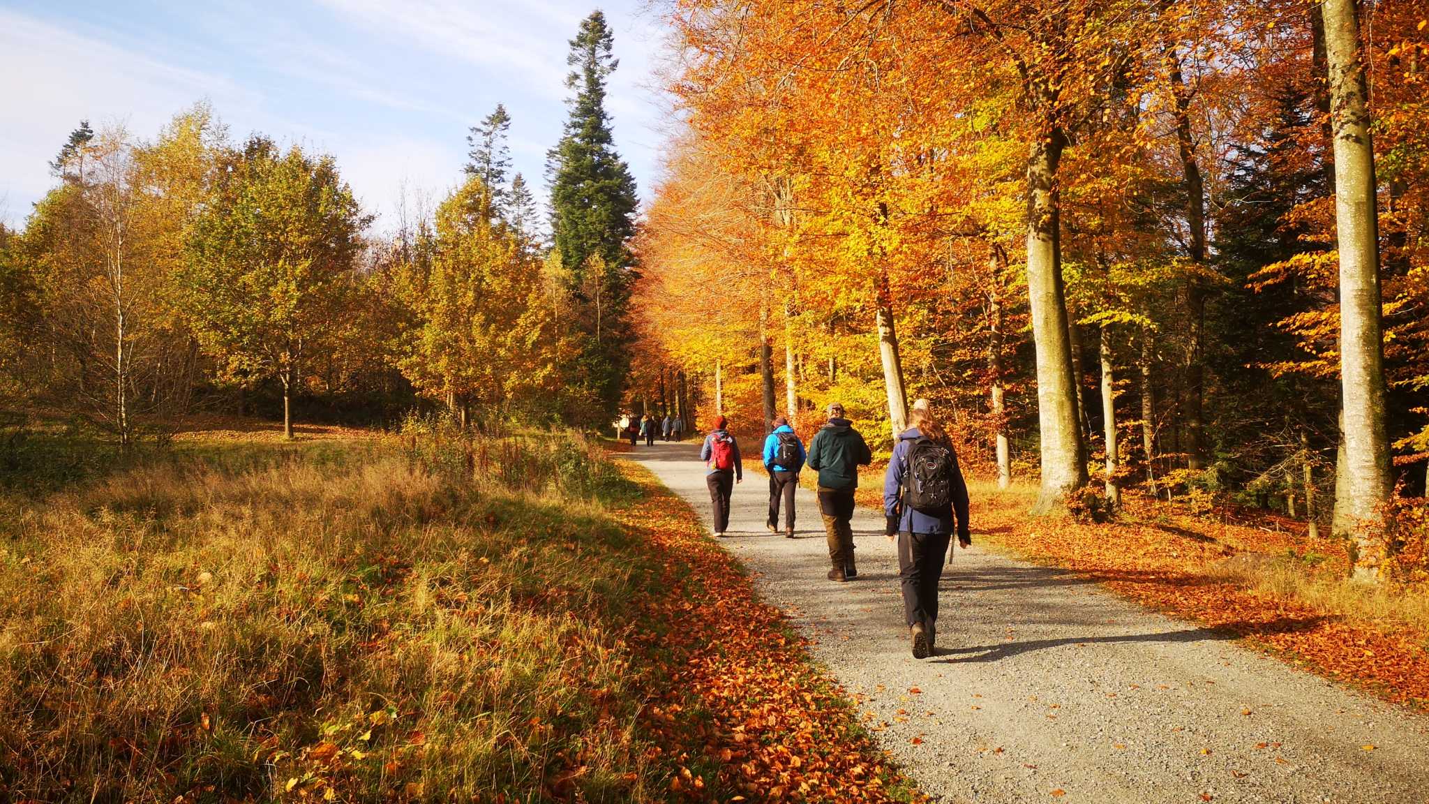 Group of hikers walking along a gravel road through a forest with autumn colors.