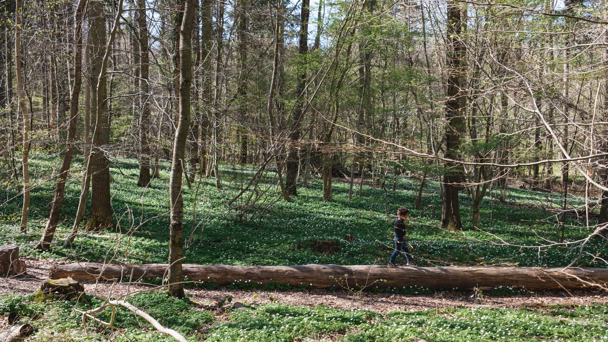 Die Midgardschlange im Boserup Wald bei Roskilde – Naturspielplatz in Form einer Holzschlange.
