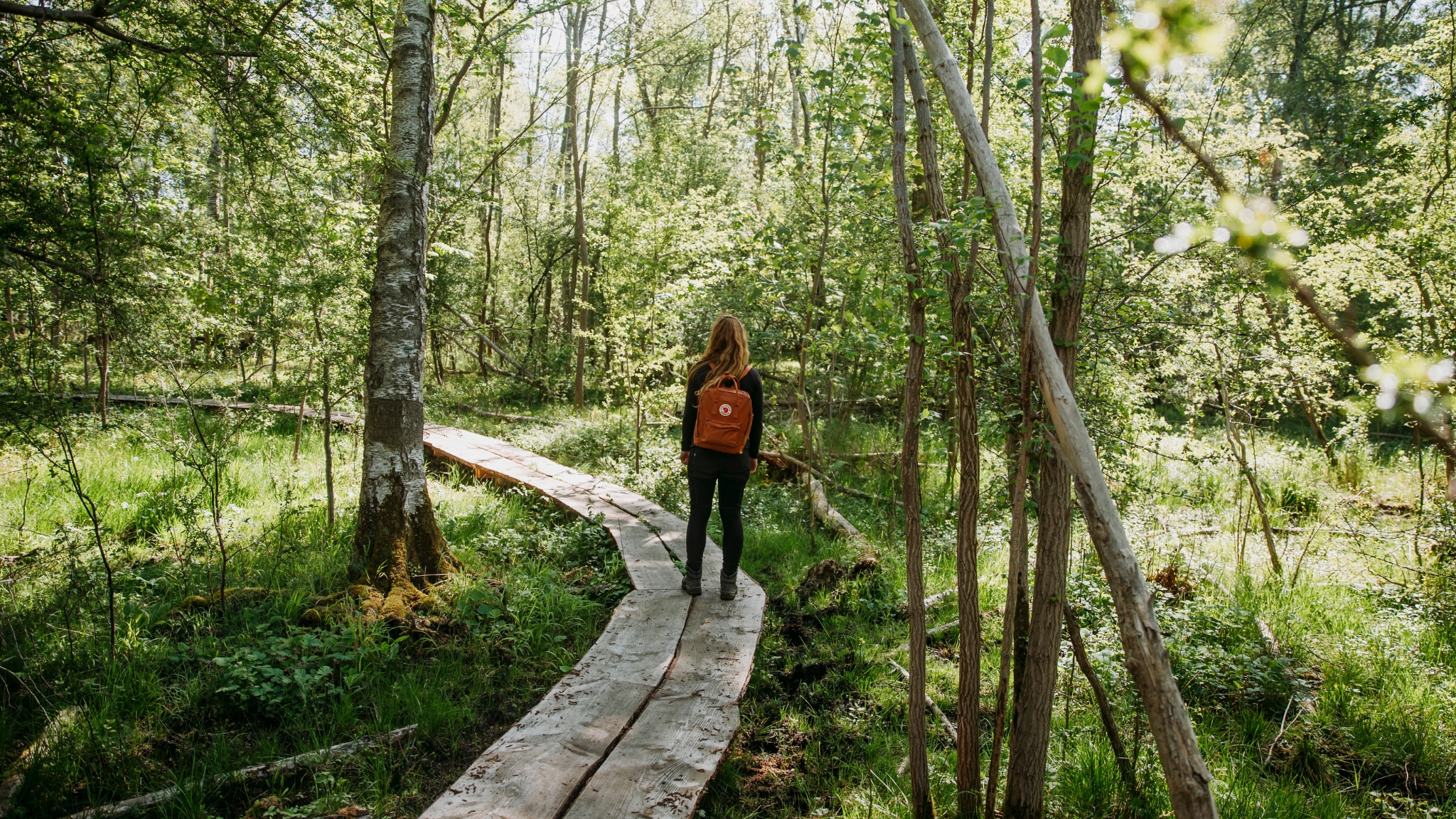 Hiker walking on a wooden boardwalk through the Rørmosen wetland in Boserup Forest.